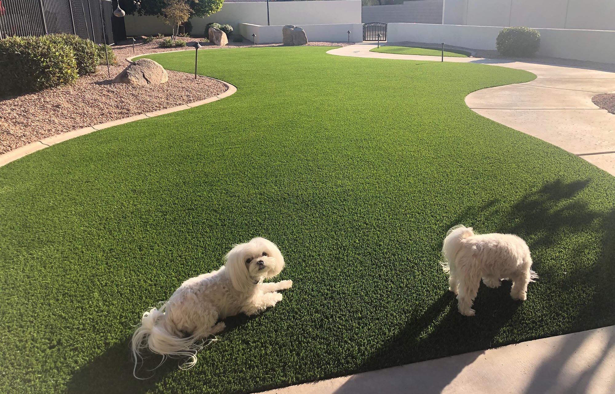 Pet Friendly Artificial Turf Installation in Humble, TX